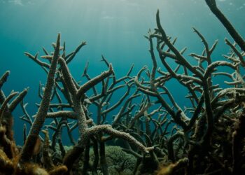 Oceans sour as sea acidity surges in climate crisis warning