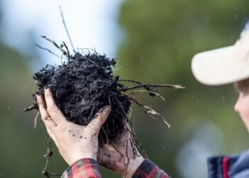 Soil carbon credits: A solution to climate change?