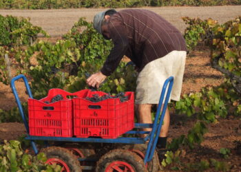 Vines of fire: How Mallorcan wine reclaimed its soul through Anima Negra