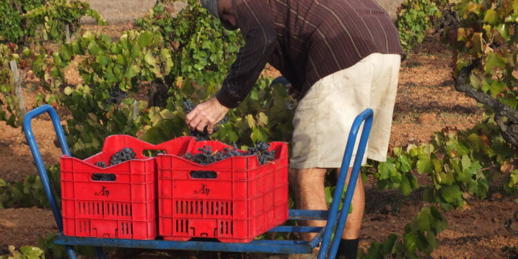 Vines of fire: How Mallorcan wine reclaimed its soul through Anima Negra