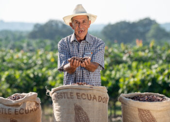 Cacao’s bitter truth: Behind the world’s chocolate addiction