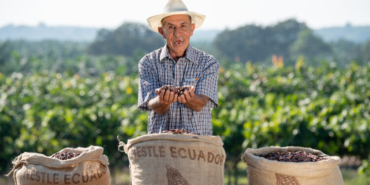 Cacao’s bitter truth: Behind the world’s chocolate addiction