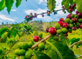 Why the world’s coffee costs more and who drinks it most