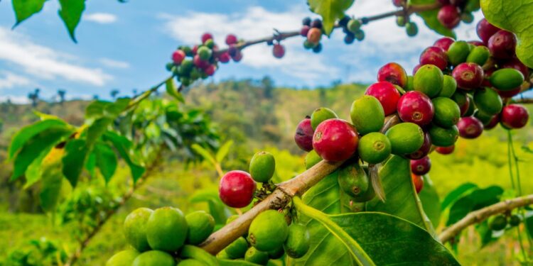 Why the world’s coffee costs more and who drinks it most
