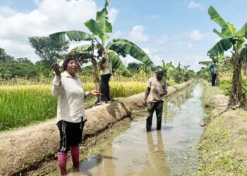 Can rice production in Africa keep up with demand?