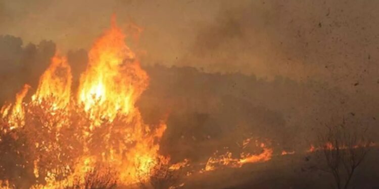 Namibia battles massive wildfire in Etosha National Park