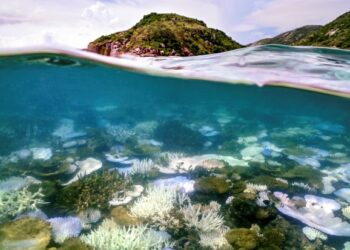 Planet reaches first catastrophic climate tipping point as coral reefs face mass dieback