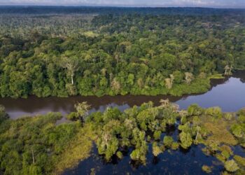 The forgotten rainforest: why the Congo basin matters more than ever