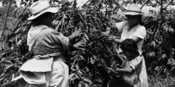 Coffee cooperative in Huila, Colombia, doubles income through digital payments