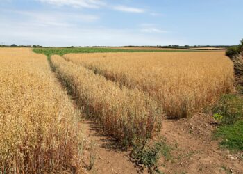 UK farmers hit with £800m losses as heat and drought trigger one of worst harvests on record