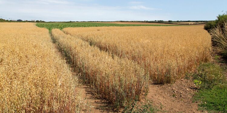 UK farmers hit with £800m losses as heat and drought trigger one of worst harvests on record