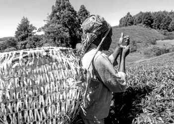 Smartphones transform everyday farming across rural Kenya