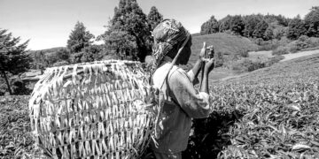 Smartphones transform everyday farming across rural Kenya