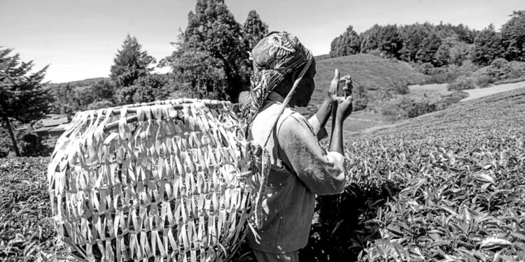 Smartphones transform everyday farming across rural Kenya