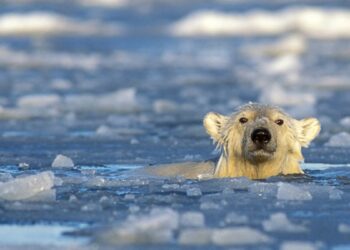 Polar bear DNA changes may aid adaptation to global heating, study suggests