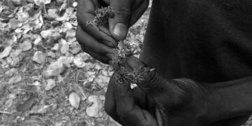 Senegal’s natural resources underpin a diversified and strategic West African economy