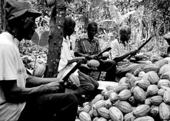 Ghana’s cocoa traceability start-up shows how blockchain can lift rural incomes