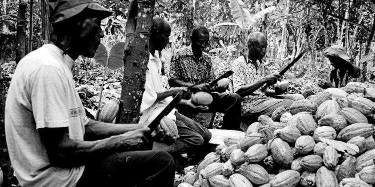 Ghana’s cocoa traceability start-up shows how blockchain can lift rural incomes