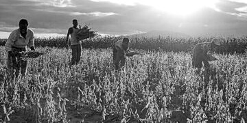 Middle East war threatens African agriculture as fertiliser prices surge