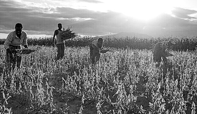 Middle East war threatens African agriculture as fertiliser prices surge