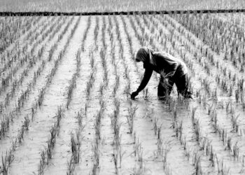 Rising global temperatures could sharply worsen food insecurity in poorer nations