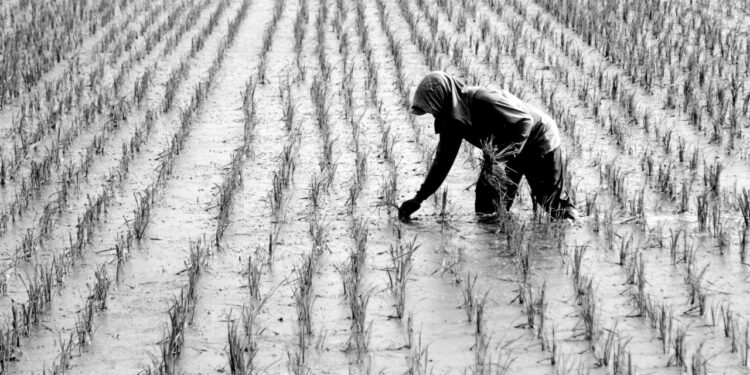 Rising global temperatures could sharply worsen food insecurity in poorer nations