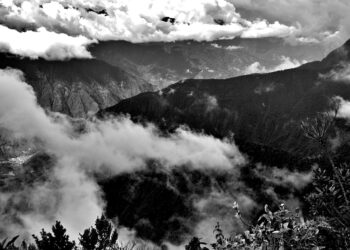 Global roadmap seen as key to halting deforestation