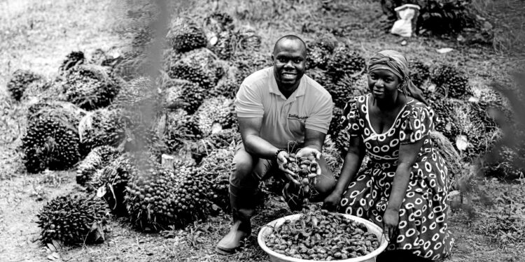 Can Africa expand palm oil without repeating Asia’s mistakes?