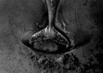 Stranded whale off Germany’s coast highlights fragile human–ocean relationship