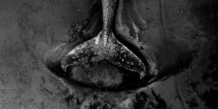 Stranded whale off Germany’s coast highlights fragile human–ocean relationship