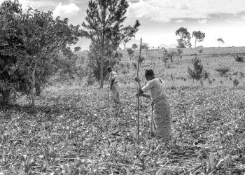 Iran war may cause food shortages in Africa, world’s largest fertiliser firm says