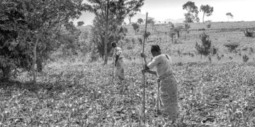 Iran war may cause food shortages in Africa, world’s largest fertiliser firm says