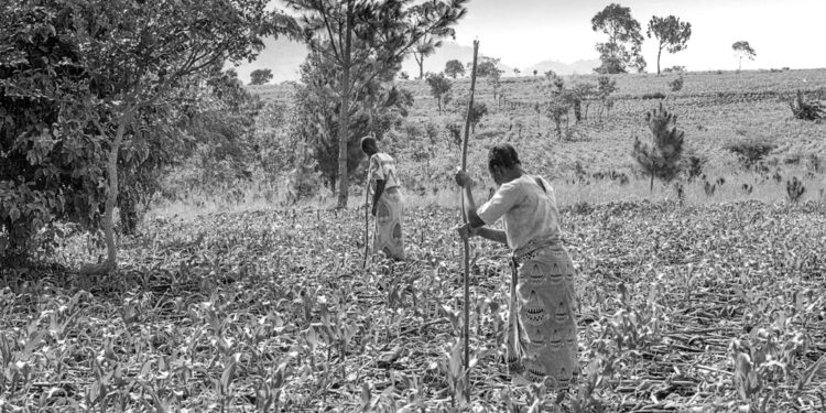 Iran war may cause food shortages in Africa, world’s largest fertiliser firm says