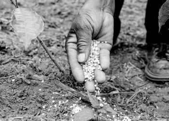 Africa’s fertiliser future lies beneath its own feet