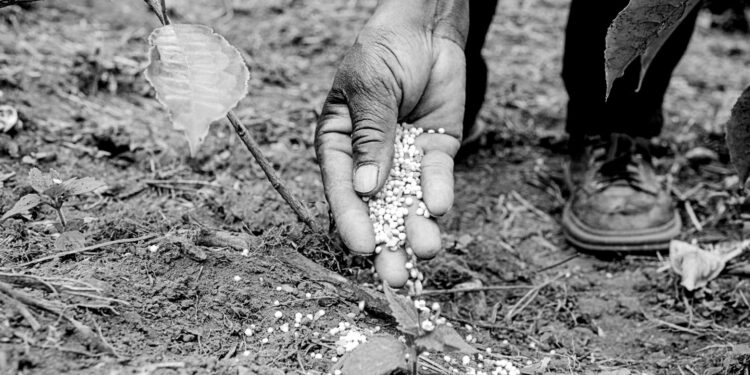 Africa’s fertiliser future lies beneath its own feet