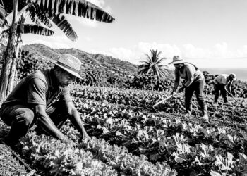 Jamaica seeks stakeholder input for ambitious 10-year agriculture plan