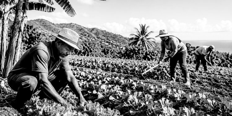 Jamaica seeks stakeholder input for ambitious 10-year agriculture plan
