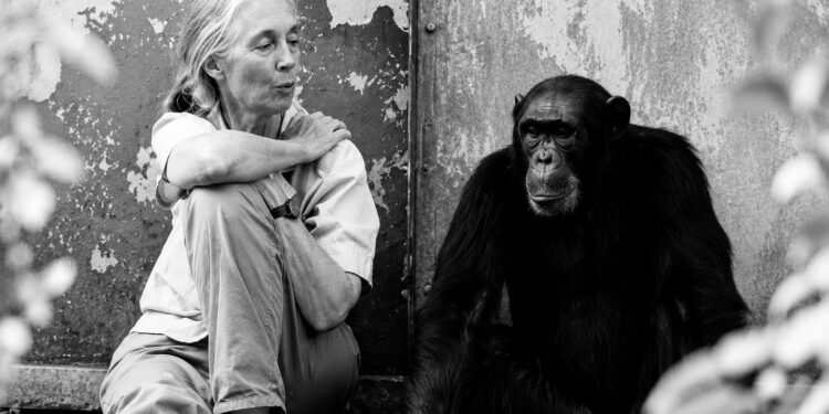 On this day in 1960: British ethologist Jane Goodall first arrived at what became Gombe Stream National Park in Tanzania