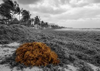 Caribbean coastlines choke beneath 33 million tonnes of sargassum