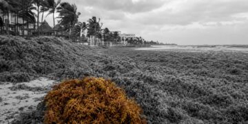 Caribbean coastlines choke beneath 33 million tonnes of sargassum