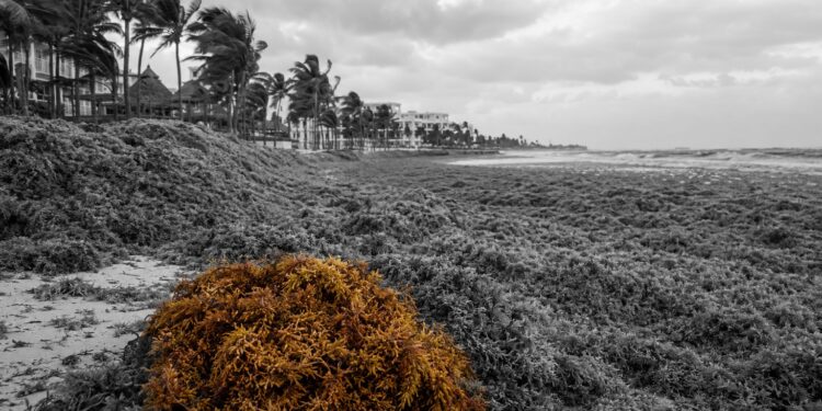 Caribbean coastlines choke beneath 33 million tonnes of sargassum