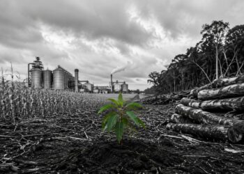 Brazil’s green fuel boom raises new threat to native forests